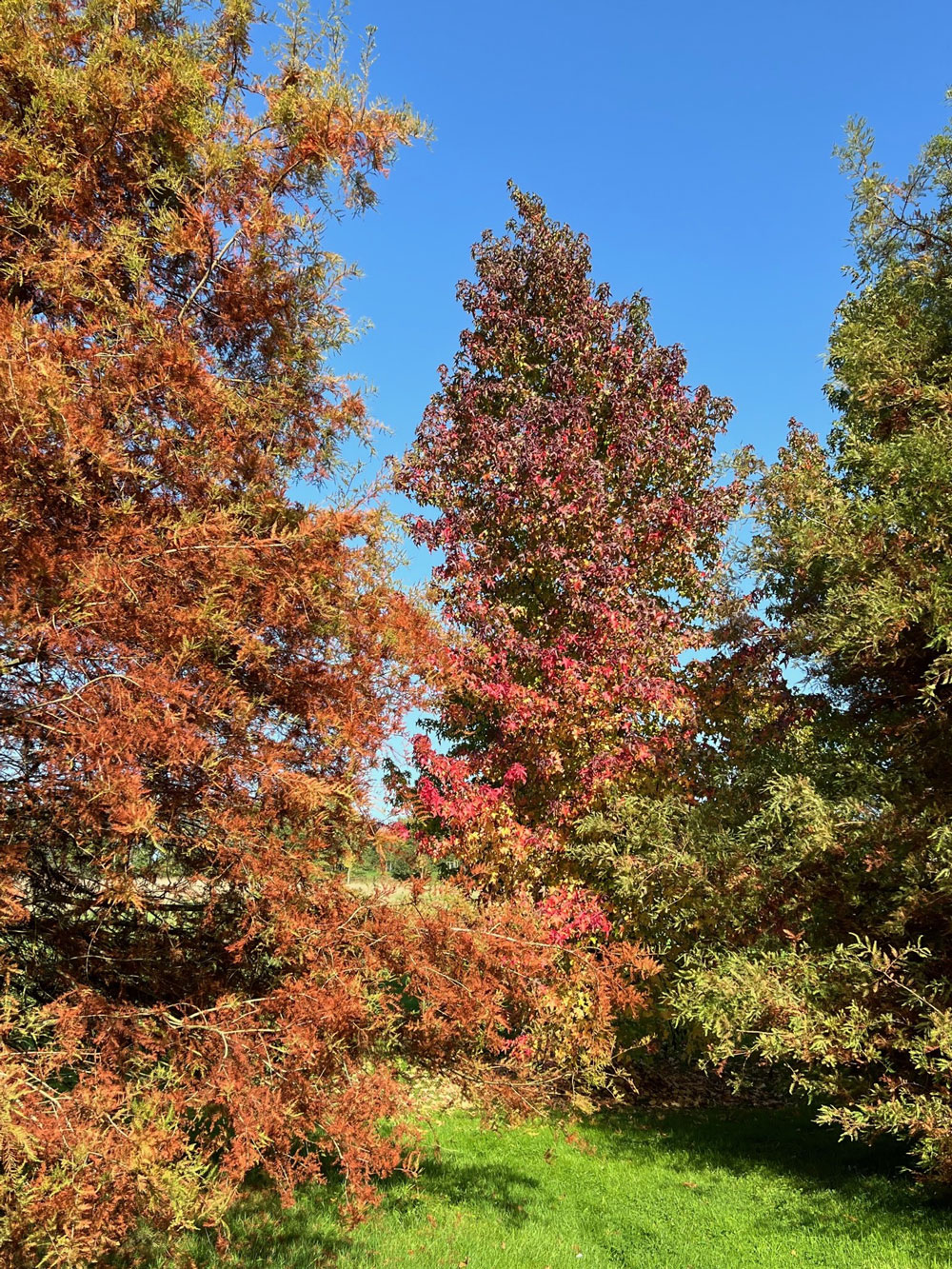 bosquets-des-chevreuils