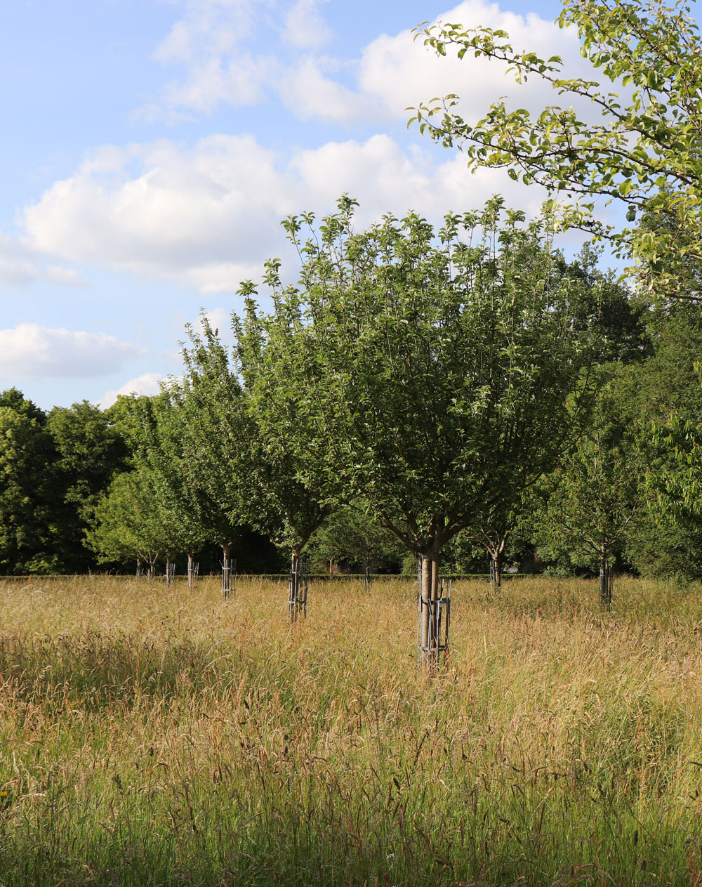 jardin-fruittier-1000px